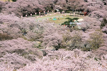 船岡城址公園の画像