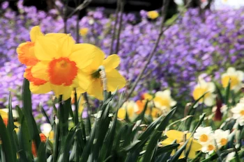 船岡城址公園の風景