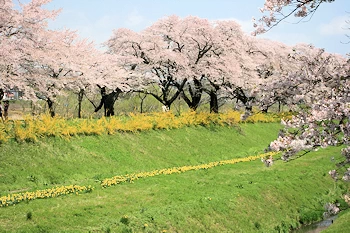 船岡城址公園の風景