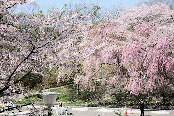船岡城址公園の風景