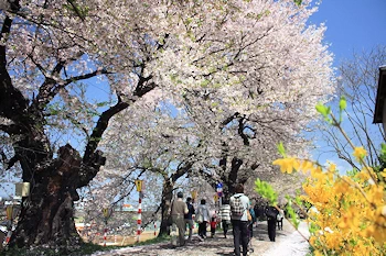 船岡城址公園の風景