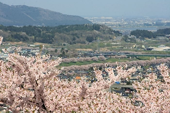 船岡城址公園の風景