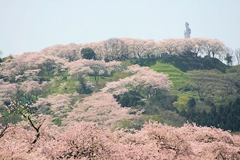 船岡城址公園の風景