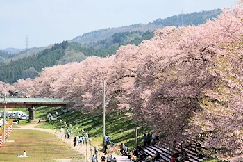 一目千本桜の画像