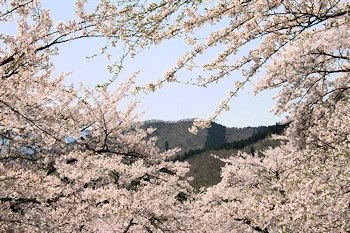 八乙女公園の画像