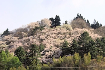 桧木内川堤・武家屋敷の風景