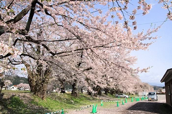 桧木内川堤・武家屋敷の風景