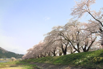 桧木内川堤・武家屋敷の風景