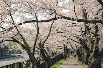 桧木内川堤・武家屋敷の風景