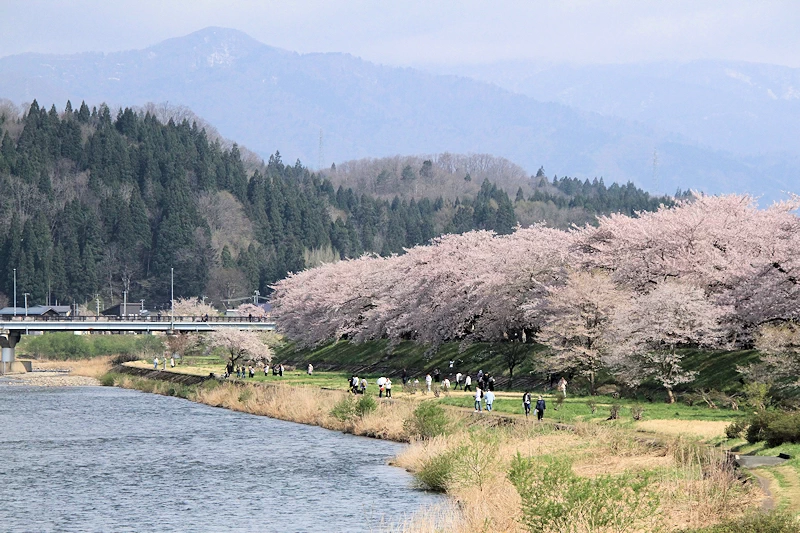 桧木内川堤・武家屋敷の風景