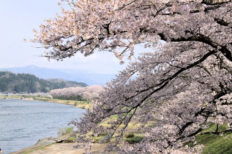 桧木内川堤・武家屋敷の風景