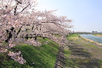 桧木内川堤・武家屋敷の風景