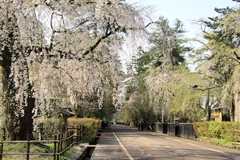 桧木内川堤・武家屋敷の風景