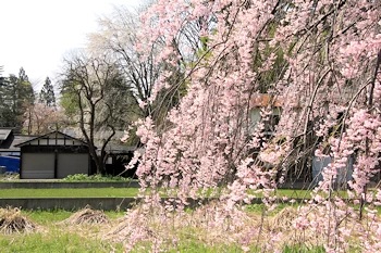 桧木内川堤・武家屋敷の風景