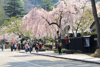 桧木内川堤・武家屋敷の風景
