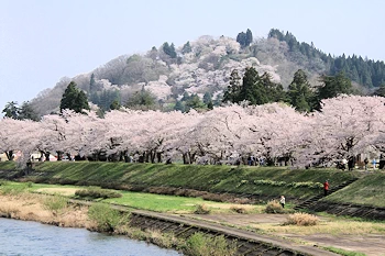 桧木内川堤・武家屋敷の風景