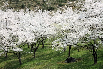 真人公園の風景