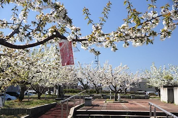 さくらんぼ公園の風景