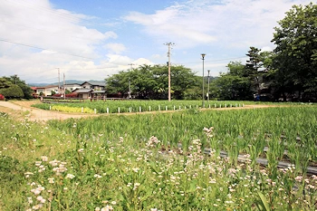 長井あやめ公園の風景