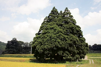 トトロの木の風景