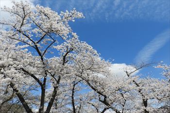 舞鶴公園の風景