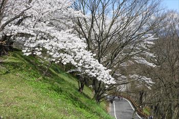 舞鶴公園の風景