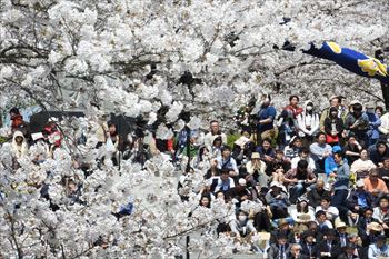 舞鶴公園の風景