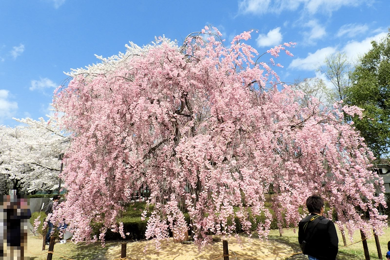 霞城公園の風景