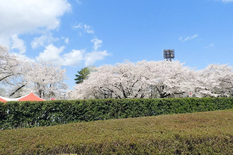 霞城公園の風景