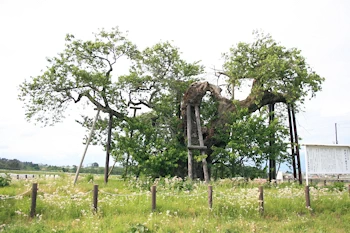 米沢の千歳桜の画像