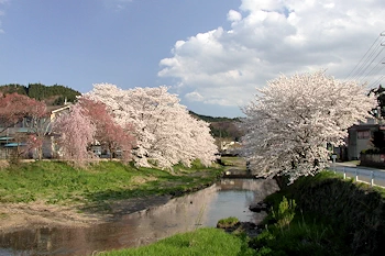 北須川の桜の画像
