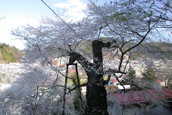高田桜の画像