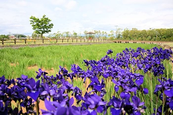 鳥見山公園の画像