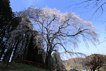 内出の桜の画像