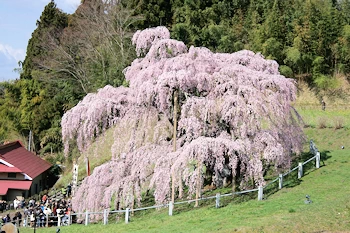 三春滝桜の画像