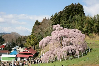 三春滝桜の風景