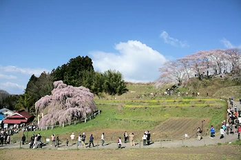三春滝桜の風景