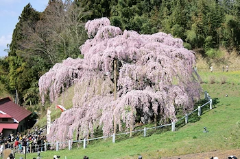 三春滝桜の風景