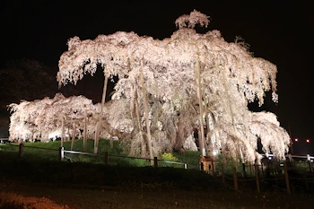 三春滝桜の風景