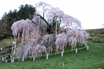 三春滝桜の風景