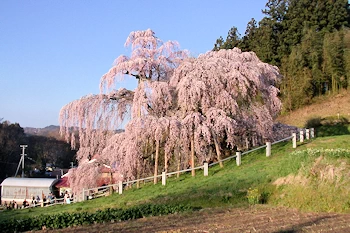 三春滝桜の風景