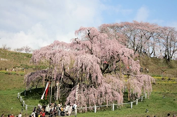 三春滝桜の風景