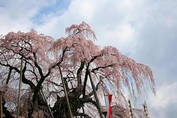 三春滝桜の風景