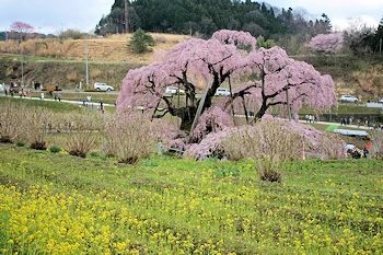 三春滝桜の風景