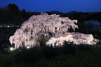 三春滝桜の風景