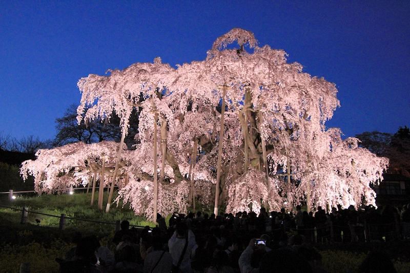 三春滝桜の風景
