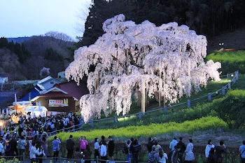 三春滝桜の風景