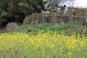 三春滝桜の風景