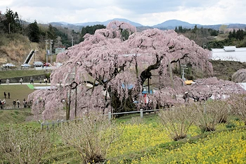 三春滝桜の風景