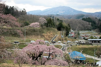 三春滝桜の風景